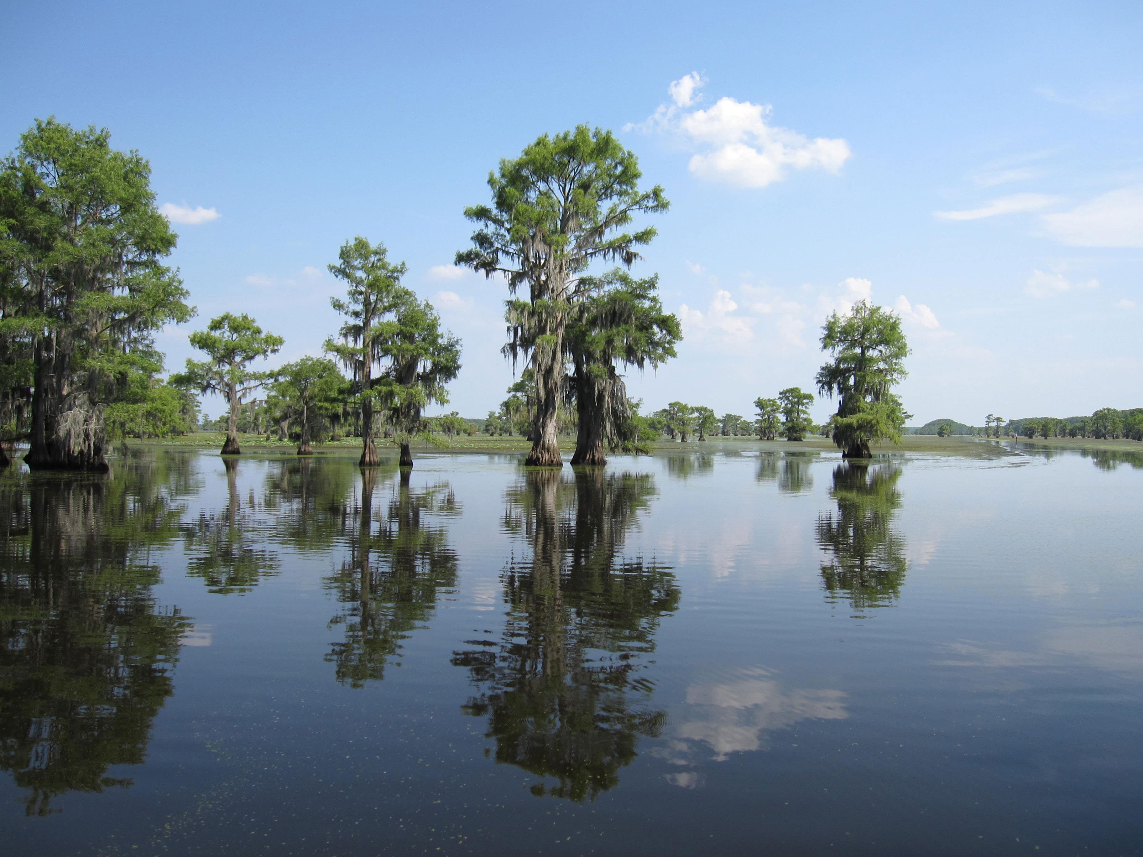 Cypress trees and open water at Caddo Lake