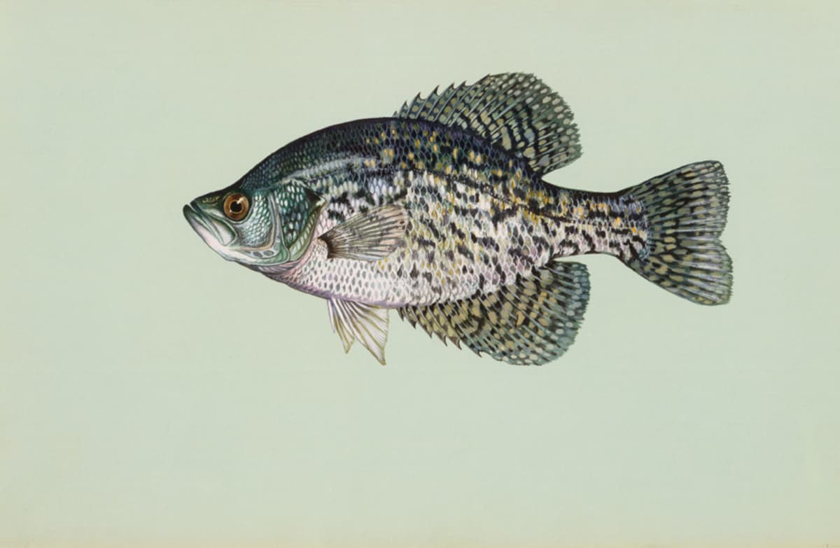 Black crappie: Scattered markings. Seven or eight dorsal spines.
