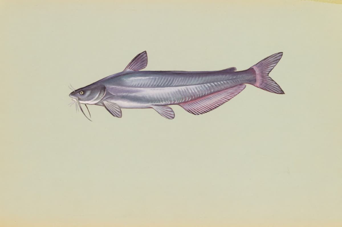Blue catfish: Straight anal-fin edge. Deeply forked tail.