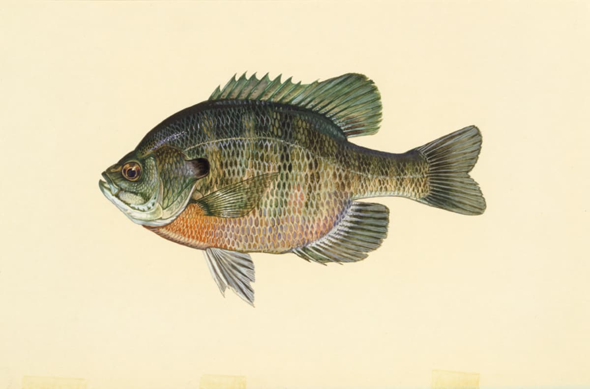 Bluegill: Small mouth. Dark spot near the rear dorsal fin.