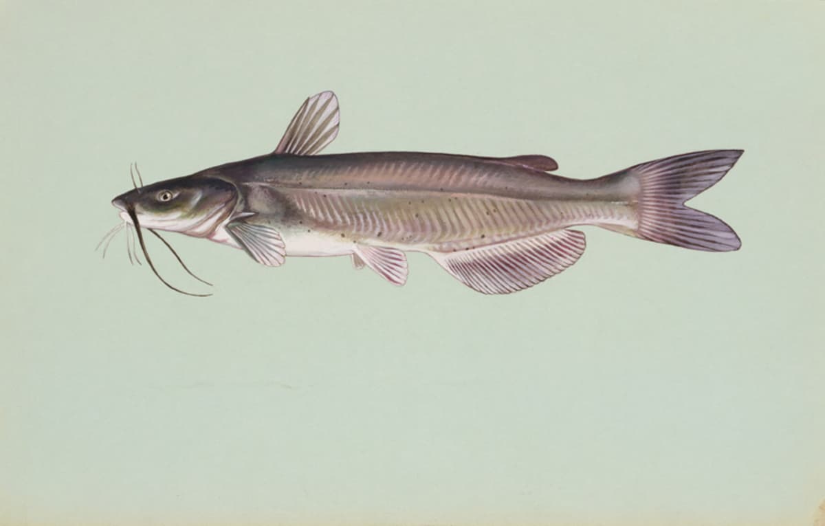 Channel catfish: Rounded anal-fin edge. Often spotted.
