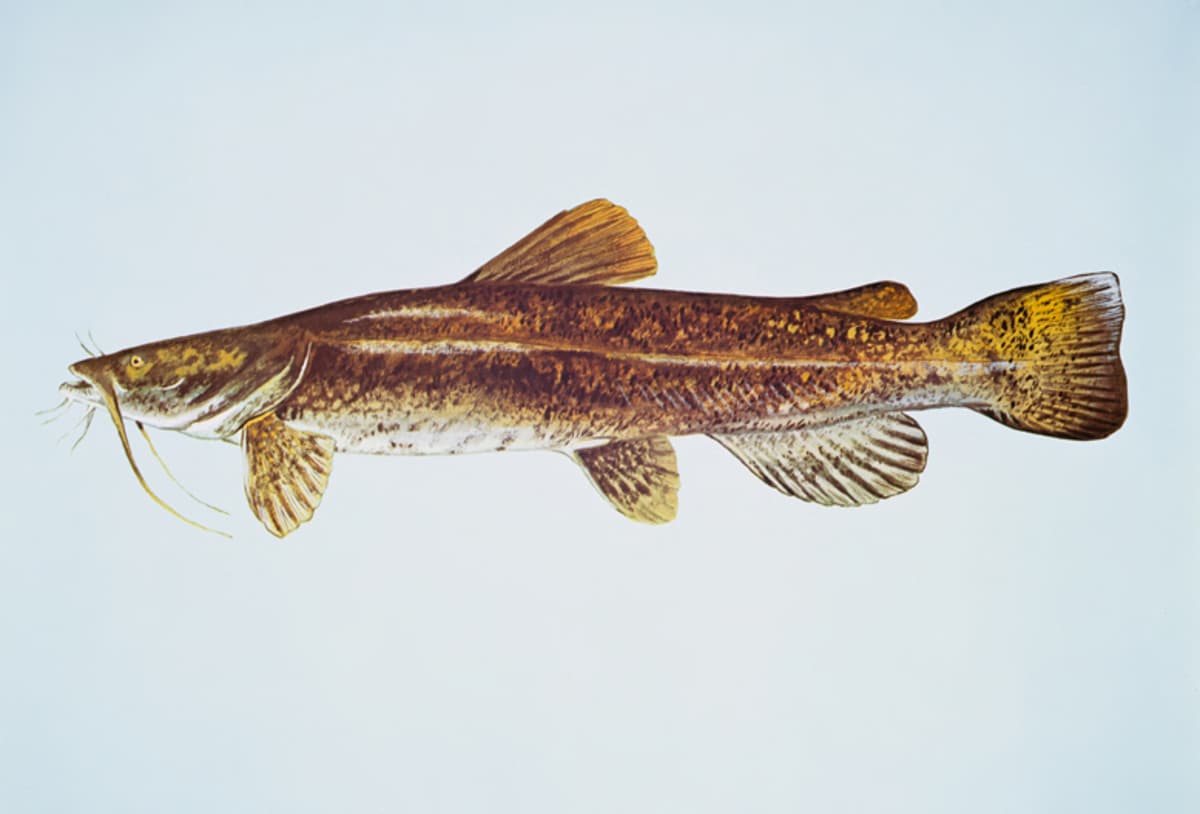 Flathead catfish: Broad head. Shallow tail notch.