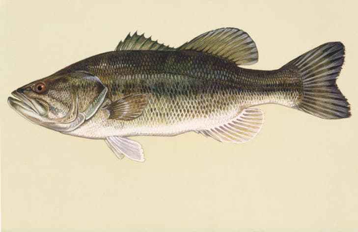 Largemouth bass: The closed jaw extends behind the eye.