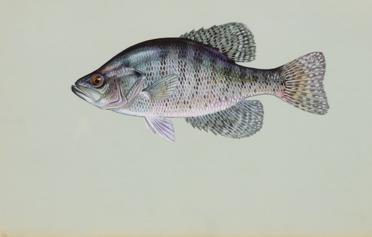 White crappie: Vertical bars. No more than six dorsal spines.